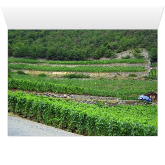 Vineyards in Switzerland (Inside Horizontal (Bottom))