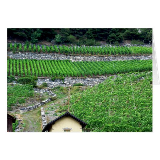 Vineyards in Switzerland Cards (Front Horizontal)