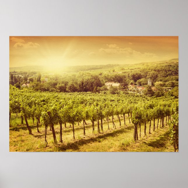 Vineyards Landscape Poster (Front)