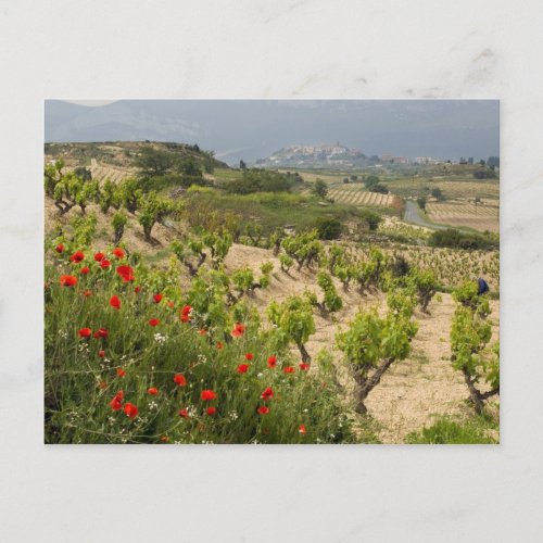 Vineyards near Laguardia capital of La Rioja Postcard