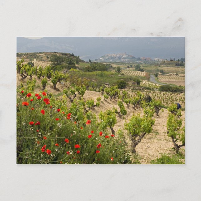 Vineyards near Laguardia, capital of La Rioja Postcard (Front)