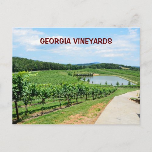 Vineyards of Georgia USA Postcard