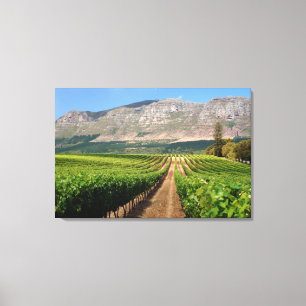 Vineyards Of Groot Constantia Wine Estate Canvas Print