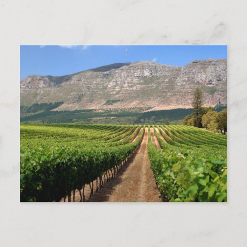 Vineyards Of Groot Constantia Wine Estate Postcard