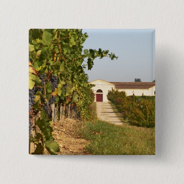 Vineyards, petit verdot vines and the winery in button (Front)