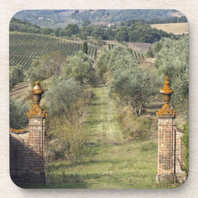 Vineyards, Tuscany, Italy Beverage Coaster (Front)