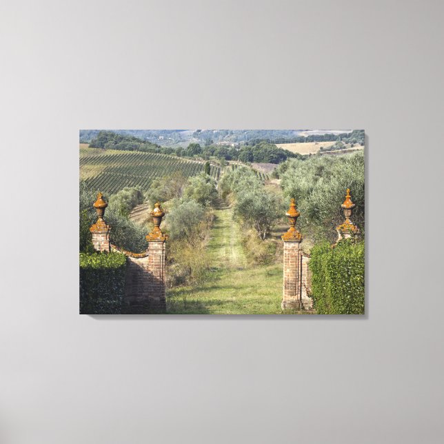 Vineyards, Tuscany, Italy Canvas Print (Front)