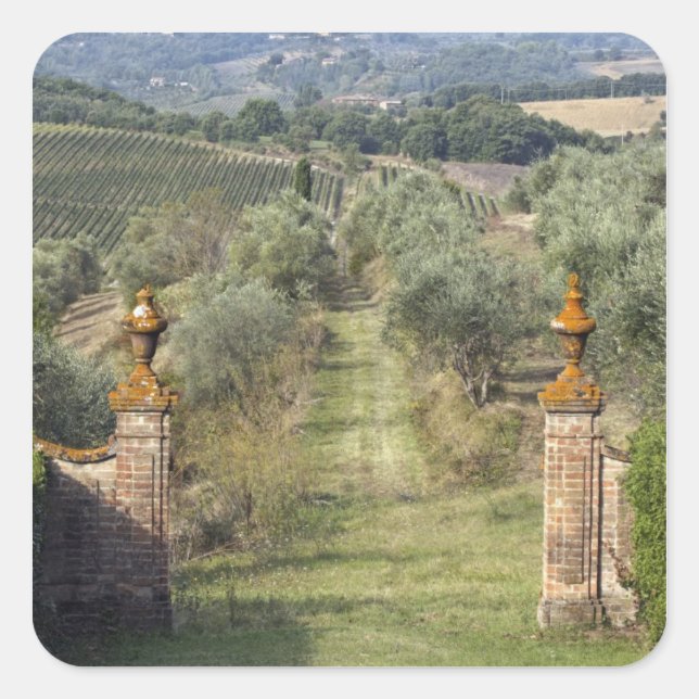 Vineyards, Tuscany, Italy Square Sticker (Front)