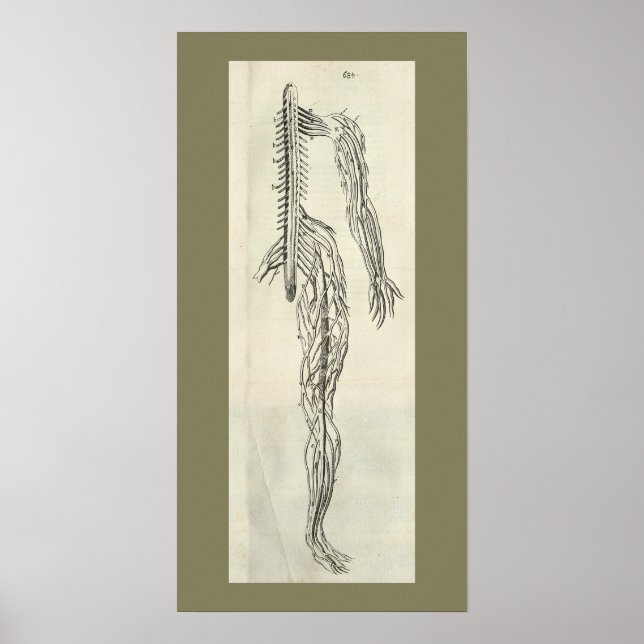 Vintage 1686 Nerves Anatomy Print (Front)