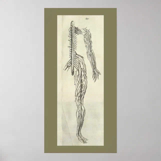 Vintage 1686 Nerves Anatomy Print | Zazzle