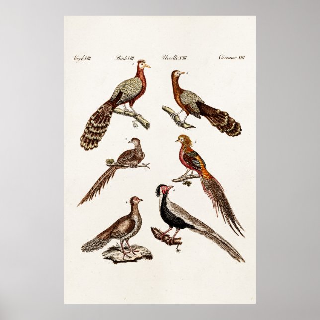 Vintage 1700s Pheasant Game Birds - Pheasant Bird Poster (Front)