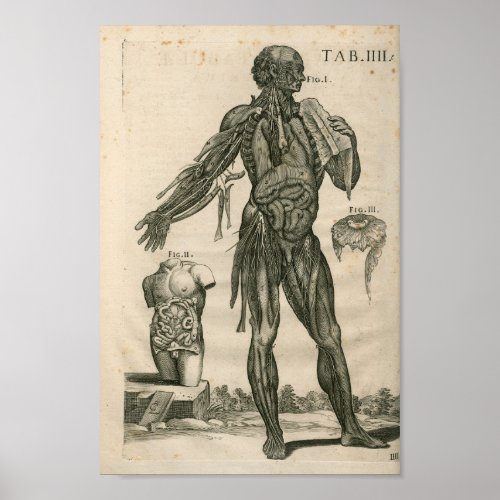 Vintage 1741 Muscle Anatomy Print