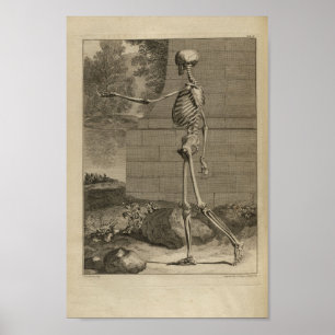 Vintage 1749 Skeleton Anatomy Print