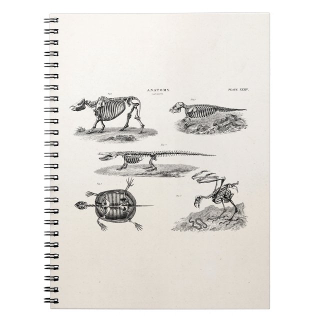 Vintage 1800s Animal Skeletons Antique Anatomy Notebook (Front)