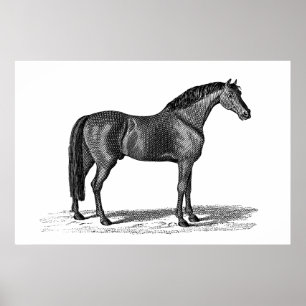 Vintage 1800s Arabian Horse Illustration - Horses Poster