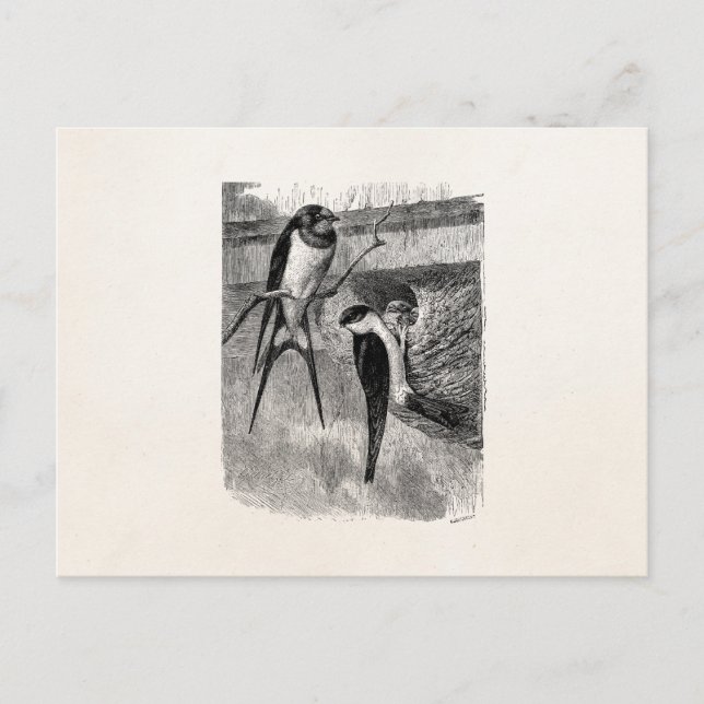 Vintage 1800s Barn Swallow Martin Bird Swallows Postcard (Front)