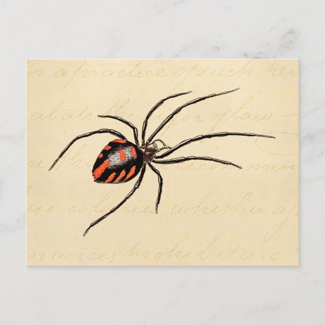 Vintage 1800s Black Red Spider Template Spiders Postcard (Front)