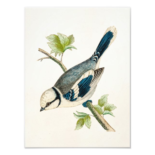 Vintage 1800s Blue Bird Songbird Birds Drawing Photo Print (Front)
