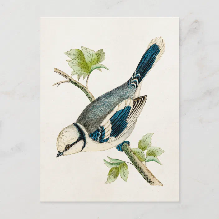 Vintage 1800s Blue Bird Songbird Birds Drawing Postcard Zazzle Com Vintage 1800s Blue Bird Songbird Birds Drawing Postcard Zazzle Com