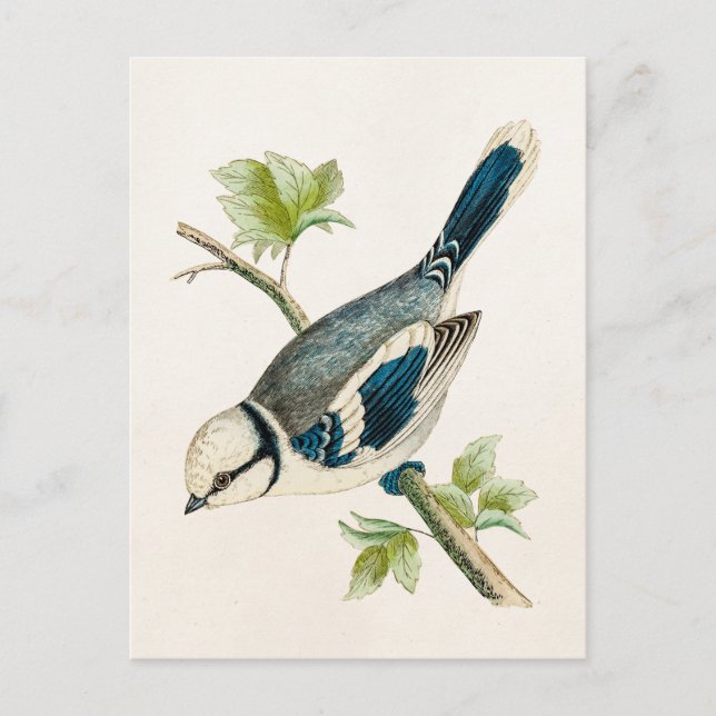 Vintage 1800s Blue Bird Songbird Birds Drawing Postcard (Front)