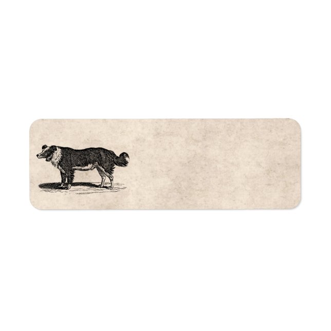 Vintage 1800s Border Collie Dog Illustration Label (Front)
