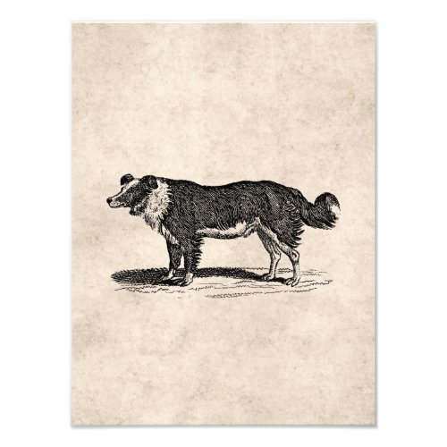 Vintage 1800s Border Collie Dog Illustration Photo Print