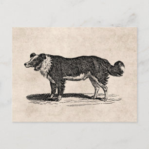 Vintage 1800s Border Collie Dog Illustration Postcard