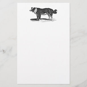 Vintage 1800s Border Collie Dog Illustration Stationery