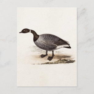Vintage 1800s Brent Goose - Retro Geese Template Postcard