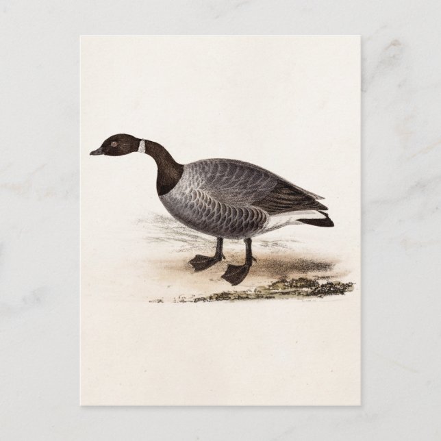 Vintage 1800s Brent Goose - Retro Geese Template Postcard (Front)