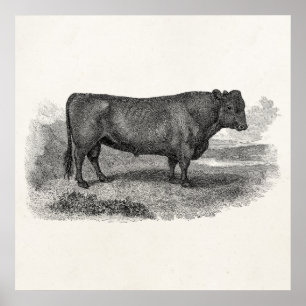 Vintage 1800s Bull Illustration Retro Cow Bulls Poster