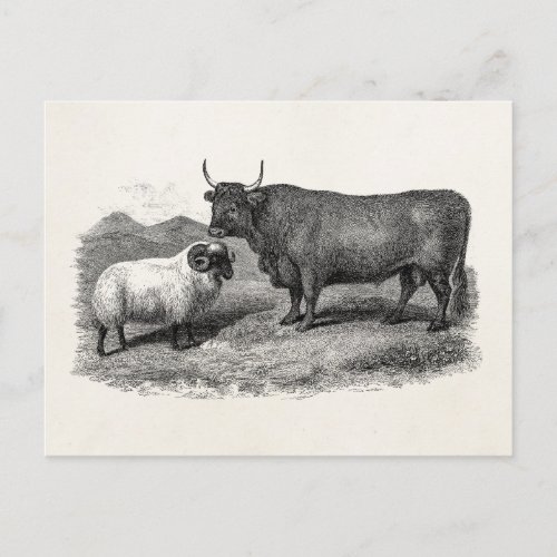 Vintage 1800s Bull Sheep Illustration Retro Farm Postcard