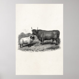 Vintage 1800s Bull Sheep Illustration Retro Farm Poster