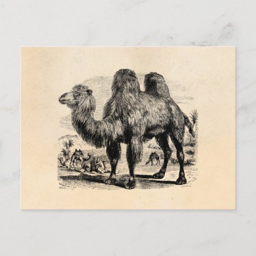 Vintage 1800s Camel _  Egyptian Camels Template Postcard