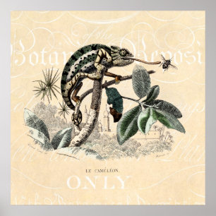 Vintage 1800s Chameleon Lizard Retro Chameleons Poster