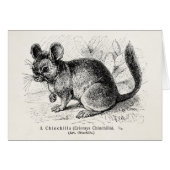 Vintage 1800s Chinchilla Chinchillas Illustration (Front Horizontal)