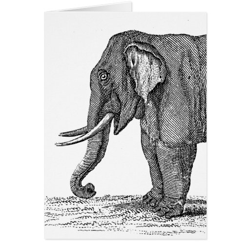 Vintage 1800s Elephant Illustration - Elephants Card | Zazzle