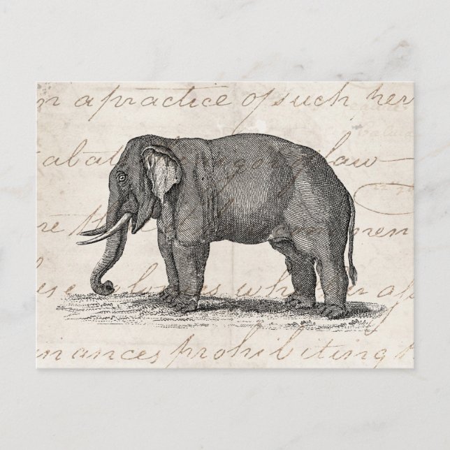 Vintage 1800s Elephant Illustration - Elephants Postcard (Front)