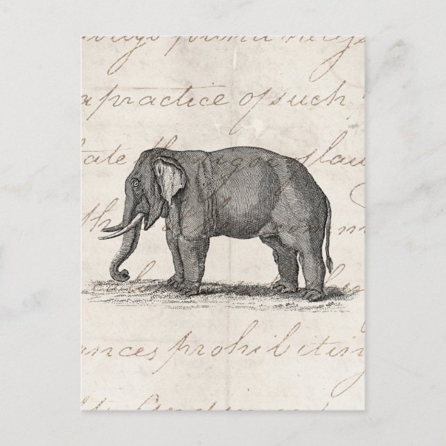 Vintage 1800s Elephant Illustration - Elephants Postcard (Front)