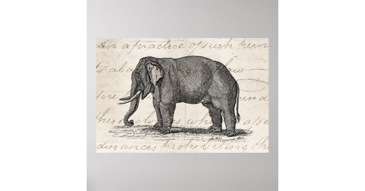 Vintage 1800s Elephant Illustration - Elephants Poster | Zazzle