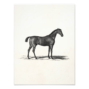 Vintage 1800s English Race Horse - Racing Horses Photo Print