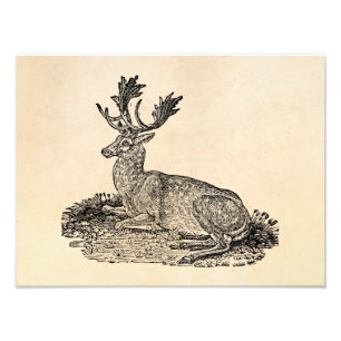 Vintage 1800s Fallow Deer Illustration Template Photo Print
