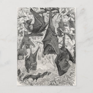 Vintage 1800s Flying Fox Bat Retro Template Bats Postcard