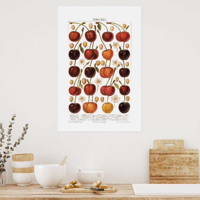 Vintage 1800s Fruit Cherry German Print (Kitchen)