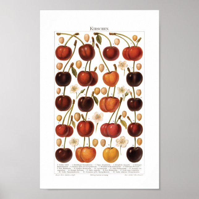 Vintage 1800s Fruit Cherry German Print (Front)