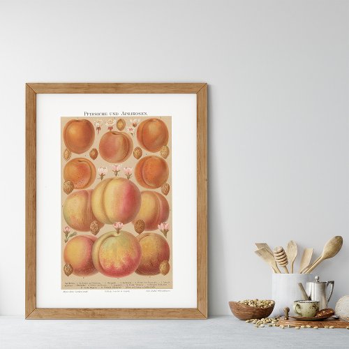 Vintage 1800s Fruit Peaches and Apricots German Poster