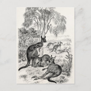 Vintage 1800s Giant Kangaroos Australian Kangaroo Postcard