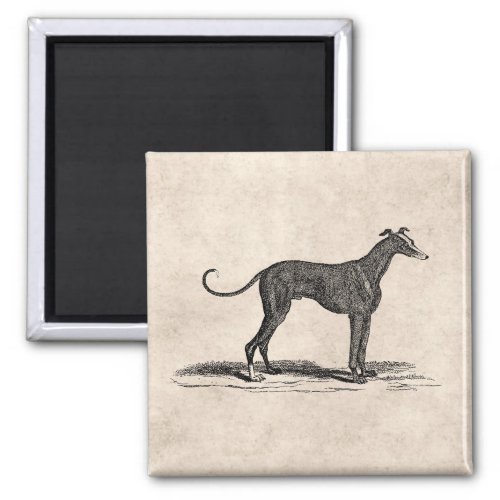 Vintage 1800s Greyhound Dog Illustration _ Dogs Magnet