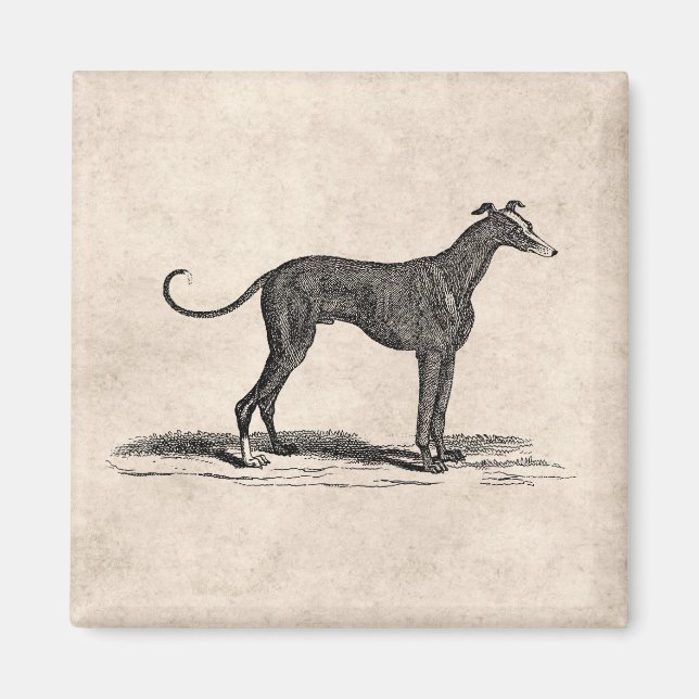 Vintage 1800s Greyhound Dog Illustration - Dogs Magnet (Front)