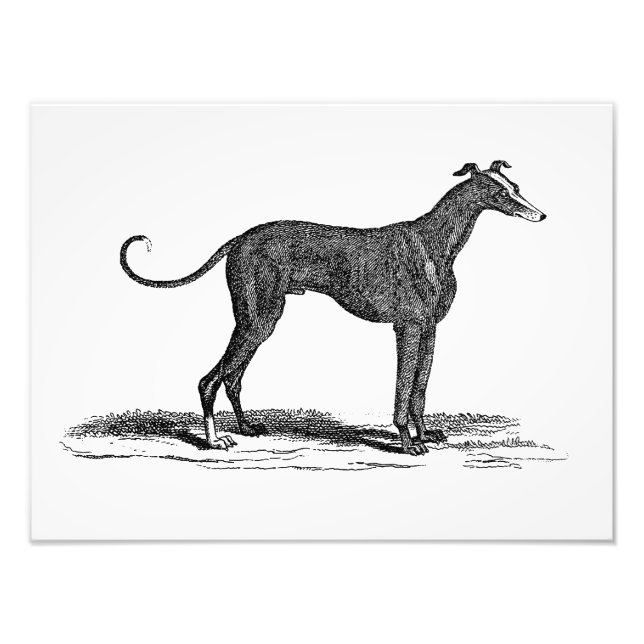 Vintage 1800s Greyhound Dog Illustration - Dogs Photo Print (Front)